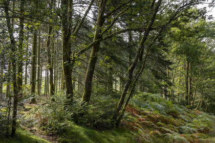 France, Nièvre (58), Parc naturel régional du Morvan, Dun-les-Places, dans la forêt de Breuil-Chenue au lieu dit Dolmen de Chevresse