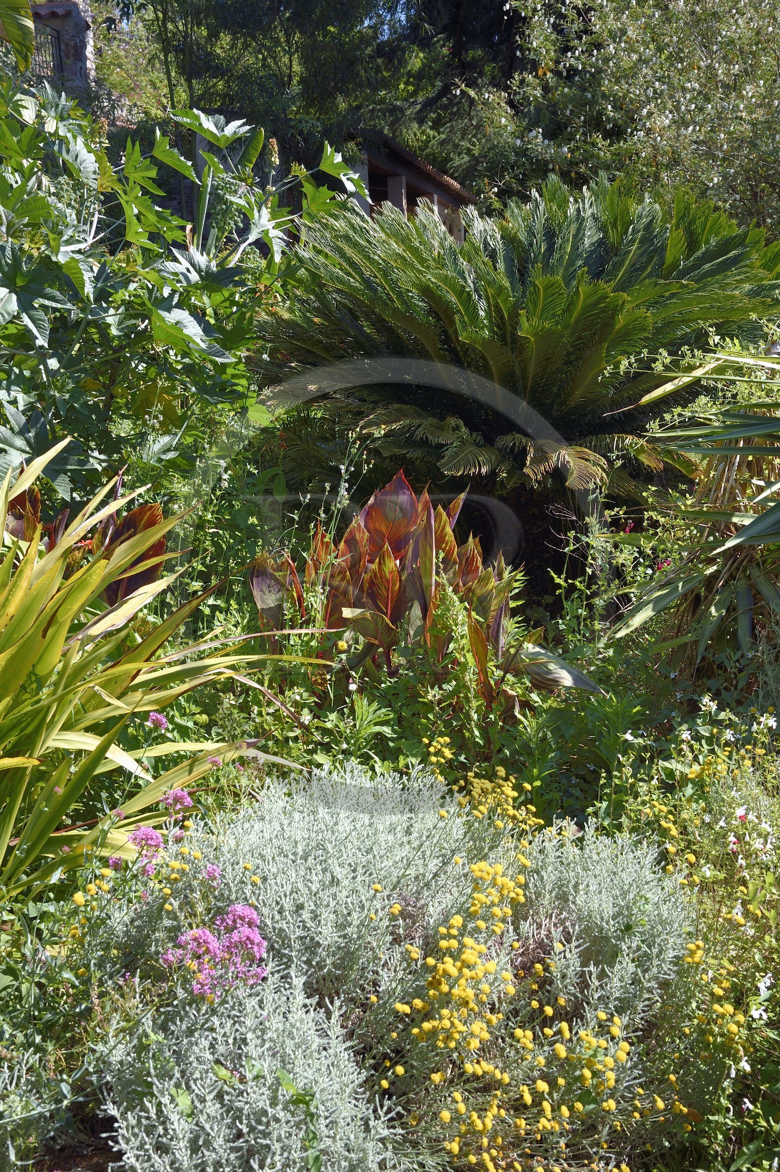 France, Var (83), Hyères, le Castel Sainte-Claire dont les jardins sont labellisés Jardins Remarquables de France, santoline en jaune, valériane en violet, Canna indica au centre et Cycas revoluta en arrière plan