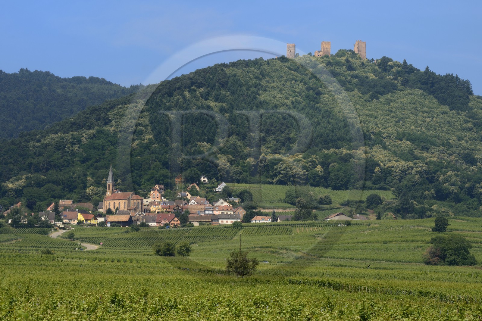 France, Haut-Rhin (68), Route des Vins d'Alsace, Husseren-Les-Chateaux à l'ouest d'Eguisheim