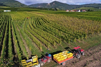 France, Haut-Rhin (68), Route des vins d'Alsace, Ribeauvill