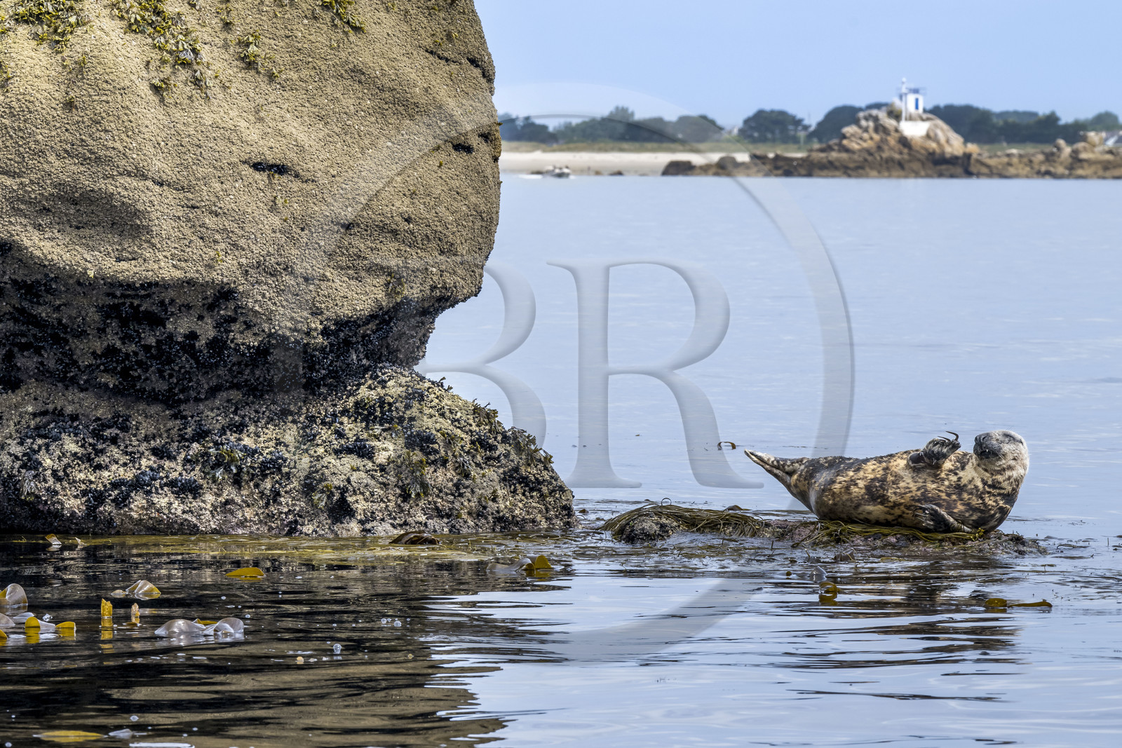 France, Finistère (29), Penmarch, archipel des Étocs, phoque gris (halichoerus grypus)