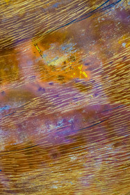 France, Hauts-de-Seine, Colombes, work of the french artist and lacquerer Isabelle Emmerique in her studio