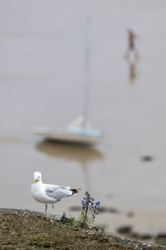 France, Côtes d'Armor (22), Grand Site de France Cap d'Erquy – Cap Fréhel, Fréhel, goéland sur la plage de l'Anse du Croc
