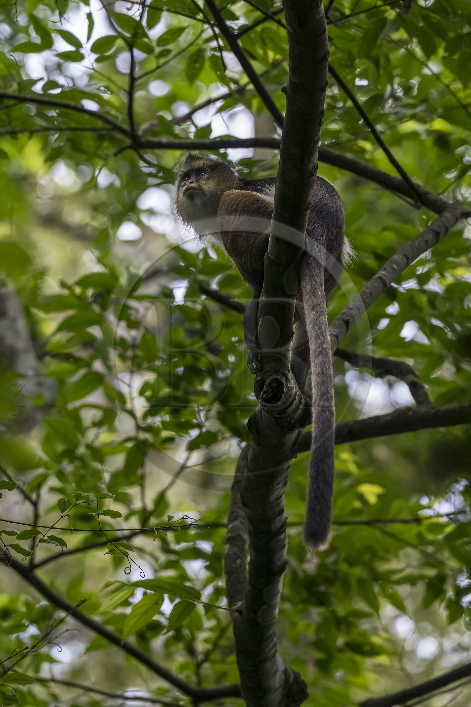 Rwanda, Province de l’Ouest, Nyakabuye, Parc national de Nyungwe, forêt tropicale humide naturelle de Cyamudongo, Cercopithèque de Dent (Cercopithecus denti) Rwanda, Province de l’Ouest, Nyakabuye, Parc national de Nyungwe, forêt tropicale humide naturelle de Cyamudongo, Cercopithèque de Dent (Cercopithecus denti)