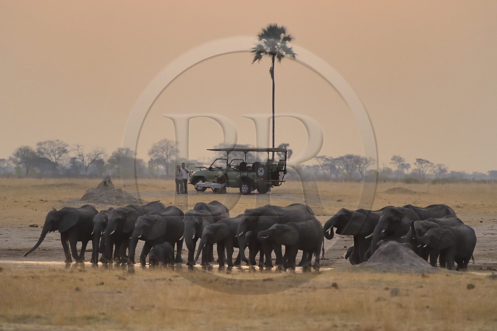 Zimbabwe, province de Matabeleland septentrional, parc national Hwange, touristes en 4x4 observant un troupeau de éléphants sauvages d'Afrique (Loxodonta africana) autour d'un point d'eau dans la savane au crépuscule