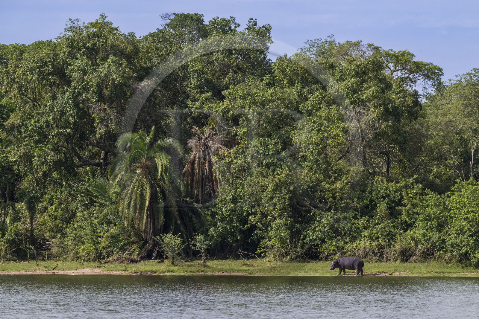 Rwanda, Parc national de l'Akagera, le lac Ihema, Hippopotame (Hippopotamus amphibius) en bordure du lac