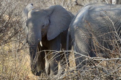 Zimbabwe, Matabeleland North Province, Hwange National Park, wild african elephants (Loxodonta africana)