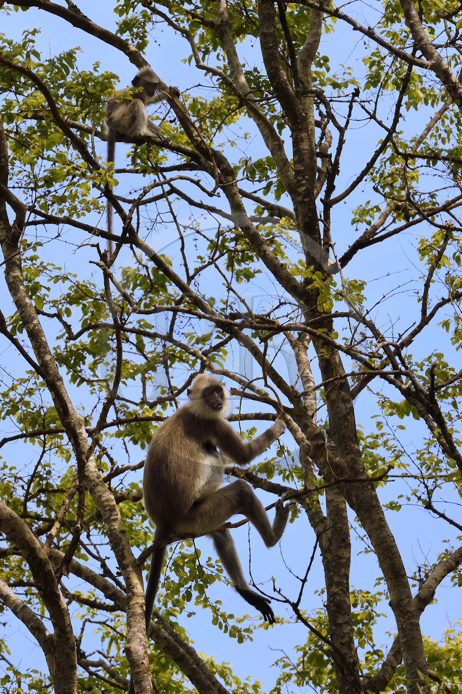 Sri Lanka, Province d'Uva, Ella, Entelle gris (Semnopithecus priam)