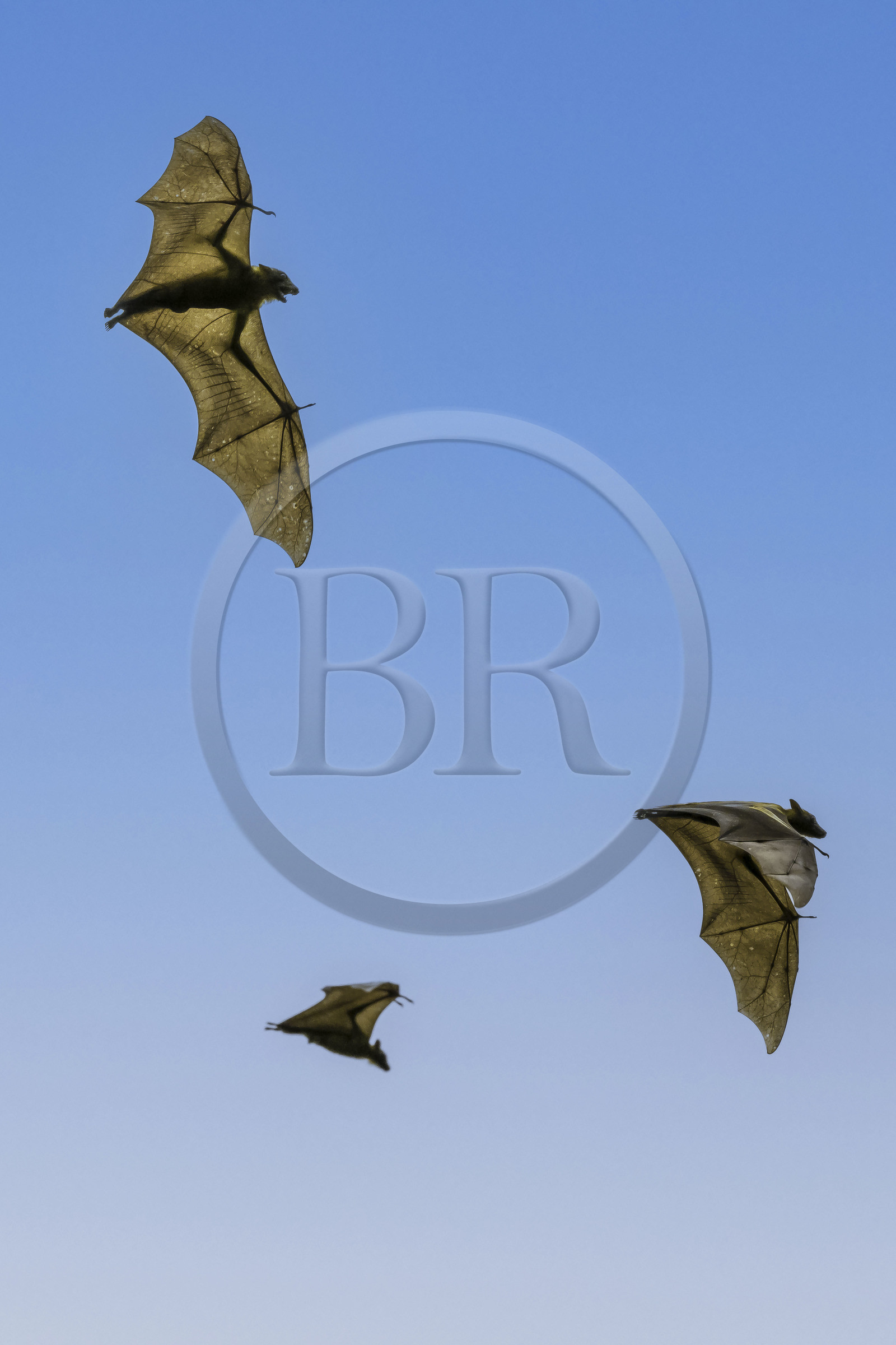 Rwanda, Province de l’Ouest, Karongi (anciennement nommée Kibuye), lac Kivu, Ile Napoléon ou Tembabagoyi, Roussette paillée africaine ou Roussette des palmiers africaine ou Roussette jaune (Eidolon helvum)