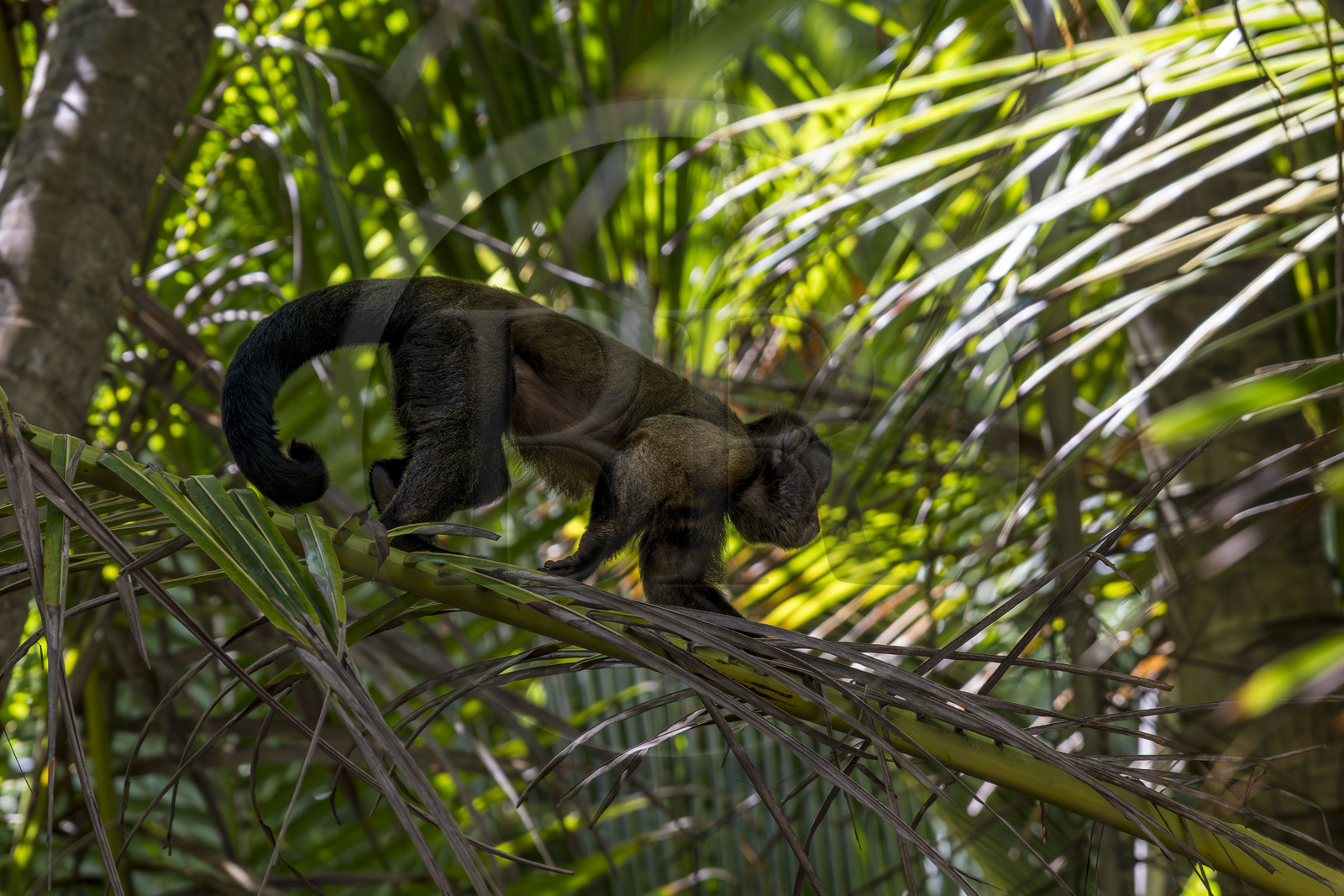 France, Guyane, Kourou, Iles du Salut, Ile Royale, singe Capucin brun (Sapajus apella) ou Sapajou apelle ou Capucin à houppe noire