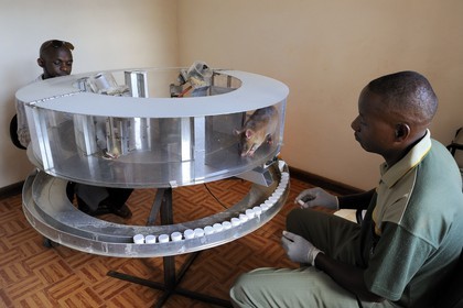 Tanzania, university of Morogoro, the Apopo detection rat technology for mines, trainig for using Sniffer Rats to Detect TNT or Tuberculosis