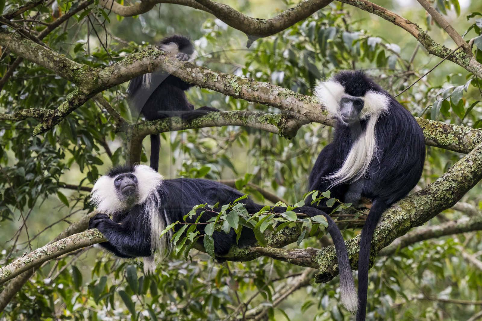 Rwanda, Province de l’Ouest, Gisakura, Parc national de Nyungwe, Colobes de Ruwenzori (Colobus angolensis ruwenzorii) pendant un safari à pied dans la forêt tropicale humide naturelle