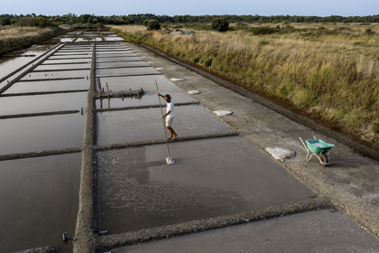 France, Charente-Maritime (17), Ile d'Oléron, Saint-Georges-d'Oléron, cueillette artisanale de la fleur de sel avec une lousse à fleur par le saunier Samuel Barbereau (vue aérienne)
