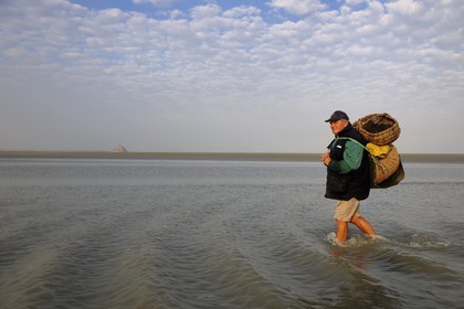 France, Manche, Bay of Mont Saint Michel, strand fisherman Guy Jugan on his way to lift his nets full of Crangon crangon shrimps (grey shrimp)