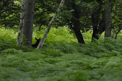 France, Loire et Cher, cerf dans le domaine du château de Chambord