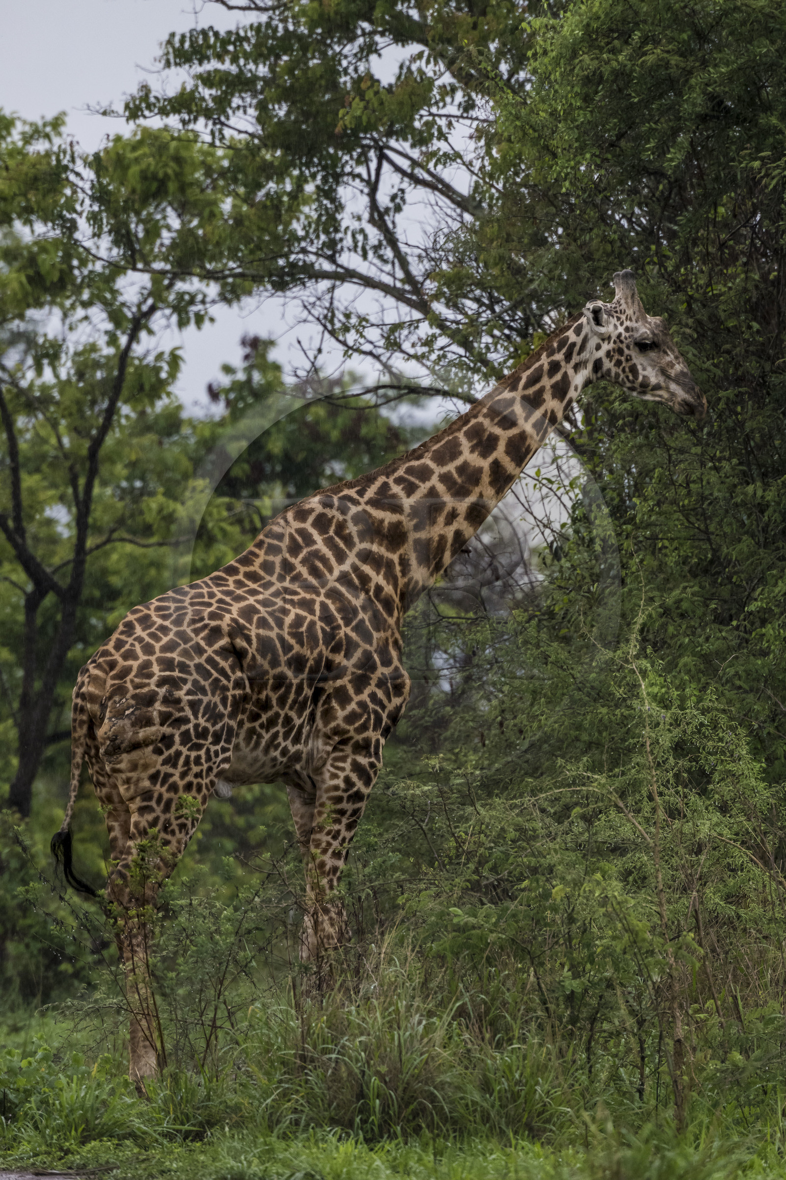 Rwanda, Parc national de l'Akagera, girafe (Giraffa camelopardalis)