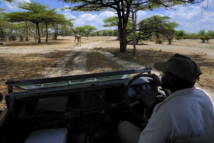 Tanzanie, Reserve de gibier de Selous une des plus grandes zones protégées au monde et inscrite sur la liste du patrimoine mondial de l’Unesco depuis 1982, girafe (Giraffa camelopardalis)