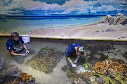 France, Finistère (29), Brest, Océanopolis, musée de la mer, bouturage du corail, savoir faire dévellopé depuis plus de 25 ans ici