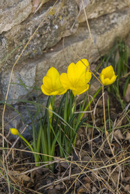 France, Hérault (34), les Causses et les Cévennes, paysage culturel de l'agro-pastoralisme méditerranéen inscrit au Patrimoine Mondial de l'UNESCO, Saint-Maurice-Navacelles, Crocus jaune (Sternbergia lutea) à floraison automnale dans le causse du Larzac