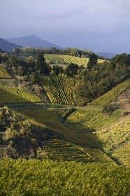 France, Haut-Rhin (68), Route des Vins d'Alsace, le vignoble de Niedermorschwihr