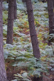 France, Vienne, Morton (private park), fallow deer (Dama dama)