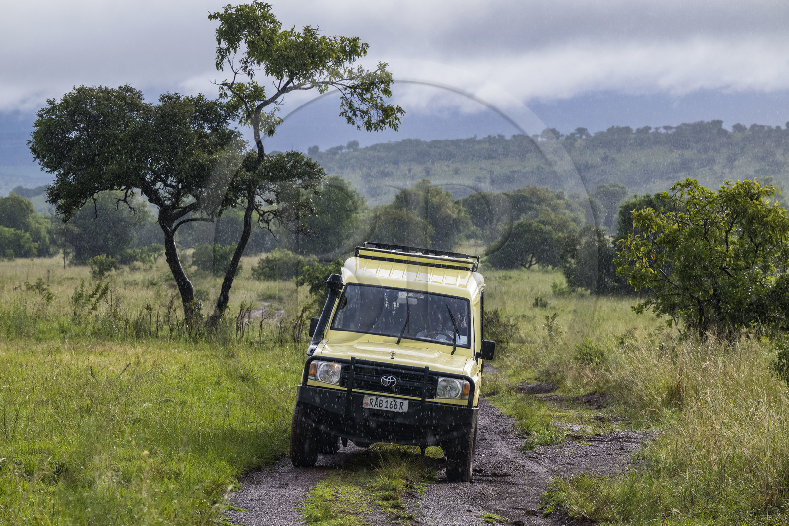 Rwanda, Parc national de l'Akagera, safari en 4x4 sur une piste sous la pluie