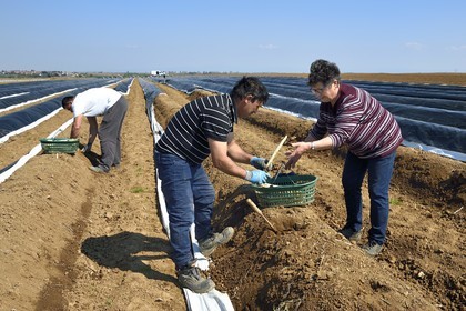 France, Bas Rhin, Fessenheim-Le-Bas, harvest of white asparagus in a field of the Weckel Farm
