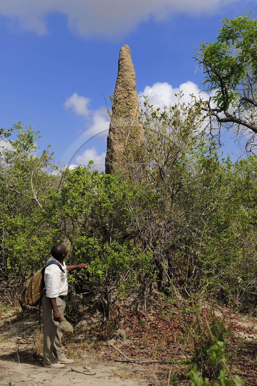 Tanzanie, Reserve de gibier de Selous une des plus grandes zones protégées au monde et inscrite sur la liste du patrimoine mondial de l’Unesco depuis 1982, termitière
