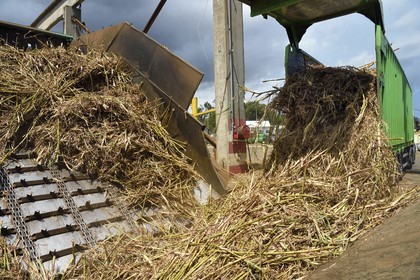 France, Reunion island (French overseas department), Saint-Louis, Le Gol sugar factory, unloading the  sugar cane from trucks or trailers called localy cachalot
