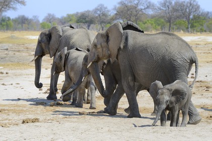 Zimbabwe, Matabeleland North Province, Hwange National Park, wild african elephants (Loxodonta africana)