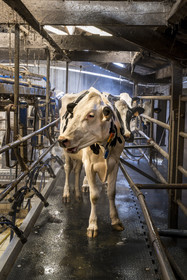 France, Finistère (29), Pays des Abers, Lannilis, ferme de Keruzal Vihan en bordure de l'Aber Benoit, élevage de vache laitières prim’holstein et traite du soir
