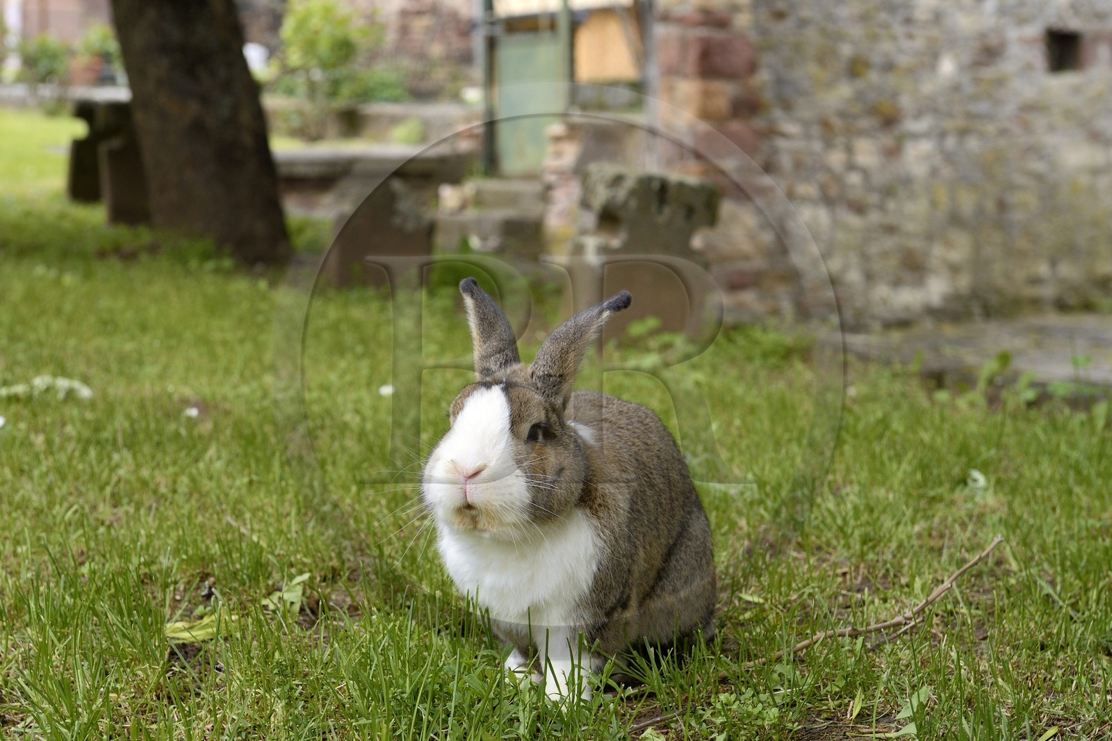 France, Bas-Rhin (67), Westhoffen, lapin