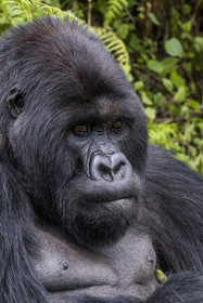 Rwanda, Province du Nord, Parc National des Volcans dans la chaine des Monts Virunga, mont Karisimbi, gorille des montagnes (Gorilla beringei beringei) du groupe Susa, male appelé dos argenté (silverback)