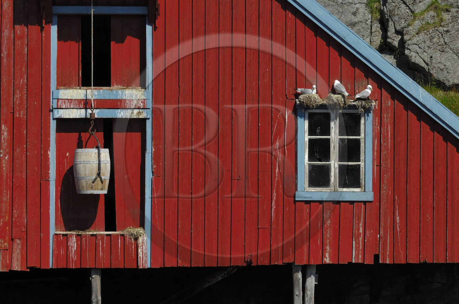 Norvège, Nordland, Iles Lofoten, Ile de Moskenes, maisons de pêcheurs (Rorbuer) au village de A (Å) et nids mouettes
