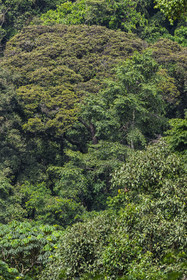 Rwanda, Province de l’Ouest, Nyakabuye, Parc national de Nyungwe, forêt tropicale humide naturelle de Cyamudongo, la canopée