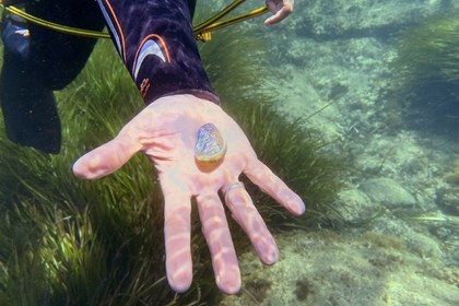 France, Var (83), Rayol-Canadel-sur-Mer, Domaine du Rayol, le jardin des Méditerranées, propriété du conservatoire du littoral mention obligatoire, coquillage nacré sur le sentier marin