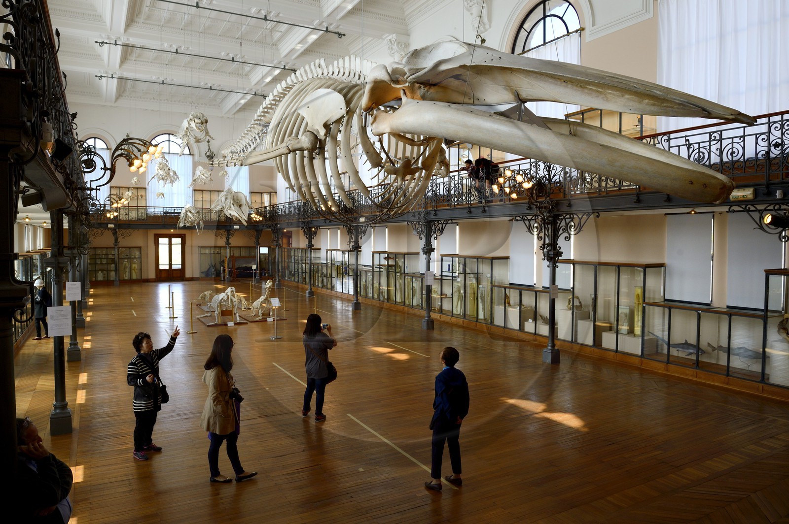 Principauté de Monaco, Monaco, le musée océanographique, la Salle de la Baleine permet de découvrir la collection d'Histoire Naturelle