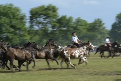 Argentina, Buenos Aires Province, San Antonio de Areco, Tradition Day festival (Dia de Tradicion), matched-together horse herds (Entrevero de tropillas)