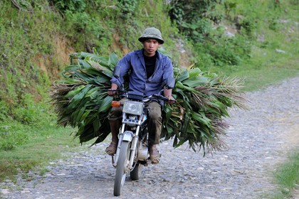 Vietnam, Lao Cai province, Bac Ha district, coming back from the fields with corn on motorbike