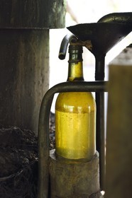 France, Ile de Mayotte, Grande-Terre, Ouangani, distillation de l'huile essentielle à base de pétales de fleurs d'ylang ylang (Cananga odorata) en alambic artisanal