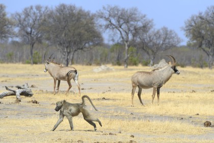 Zimbabwe, Matabeleland North Province, Hwange National Park, chacma baboon (Papio ursinus) and roan antelopes (Hippotragus equinus) in the background