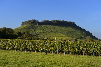 Luxembourg, Grevenmacher district, Moselle region, the Moselle vineyards around the village of Wintrange (Wintringen)