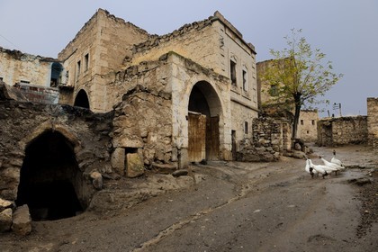 Turquie, Anatolie Centrale, province de Aksaray, Cappadoce, village de Dermici (Un village anatolien : Récit d'un instituteur paysan (Terre humaine) de Mahmut Makal), oies dans une rue en terre