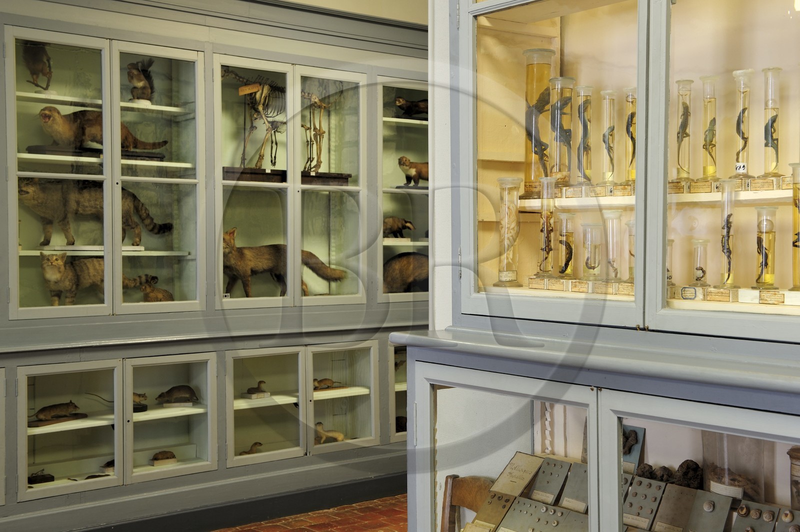 France, Côte d'Or (21), Semur-en-Auxois, le musée municipale (histoire naturelle)