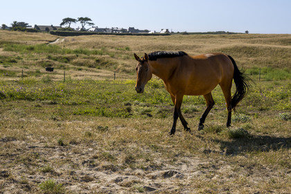 France, Finistère (29), Iles du Ponant, Ile de Batz, cheval dans la lande