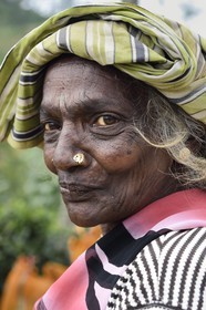 Sri Lanka, province du centre, Dalhousie, femme tamoul travaillant à la cueillette des feuilles dans une plantation de thé