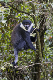 Rwanda, Province de l’Ouest, Colline Ibanda à Uwinka, Parc national de Nyungwe, Cercopithèque de l'Hœst (Allochrocebus lhoesti)
