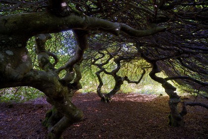 France, Marne, Parc Naturel de la Montagne de Reims (Natural Park of Montagne de Reims), Verzy, les Faux de Verzy, Verzy forest is the main nature reserve in the world for these extraordinary tortuous and winding beech trees