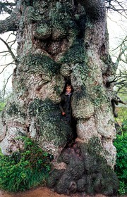 France, Ille et Vilaine, Broceliande forest, a child hidden in the Guillomin tree