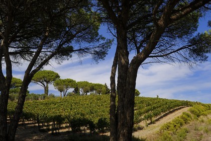 Italy, Tuscany, Elba Island, vineyard of Capoliveri